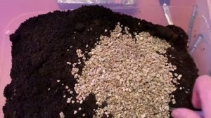 Посев семян БАКЛАЖАНОВ в стаканчики с грунтом без замачивания.