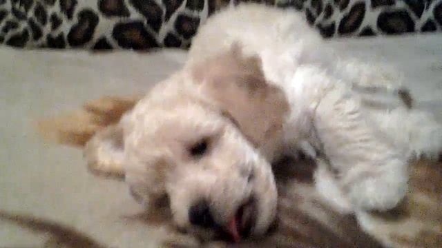 Мой щенок няша зовут Бублик смотреть онлайн
