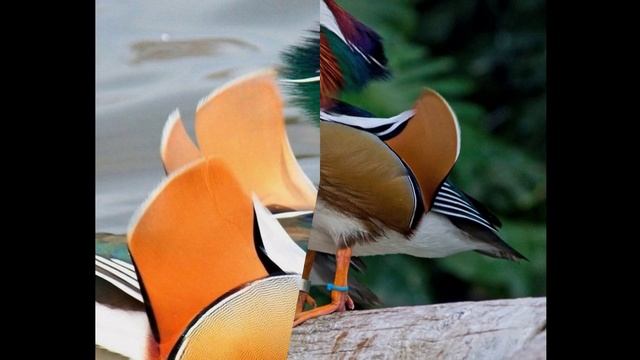 птичка мандаринка bird Mandarin duck смотреть онлайн