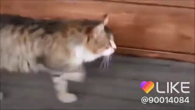 Как надо ходить😂😂😂 смотреть онлайн