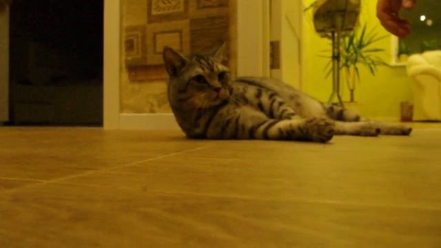 Деремся с котом. смотреть онлайн