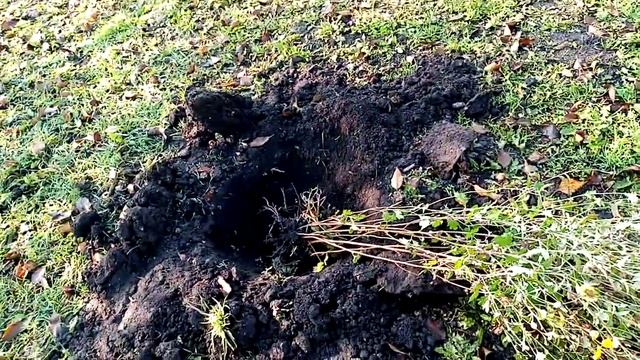 Подарили ЖЁЛТУЮ ХРИЗАНТЕМУ. Посадка!!! 30 сентября 2021г. смотреть онлайн