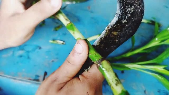 How to make free plants: Lucky Bamboo! Lucky Bamboo plant at home! смотреть онлайн
