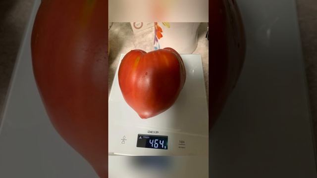 ?ОБЗОР КОЛЛЕКЦИОННЫХ СОРТОВ ТОМАТОВ| ?Минусинский с носиком? смотреть онлайн