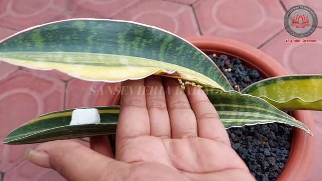 JENIS SANSE #5 || SANSEVIERIA MALAWI MIDNIGHT VS SANSEVIERIA LEOPARD BAT