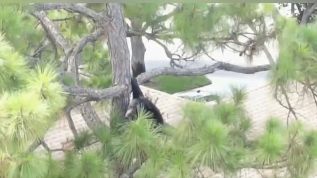 Florida Black Bear in Royal Palm Beach, Fla. смотреть онлайн