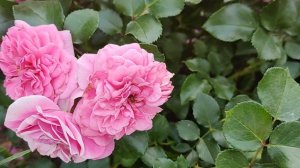 ПОЧВОПОКРОВНЫЕ РОЗЫ В МОЕМ САДУ | Розы: Надя Мейяндекор, Лес Кватре Сизонс, Аспирин