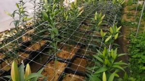 ЛИЛИЯ. Важные моменты при выращивании #выращиваниелилий #лилия