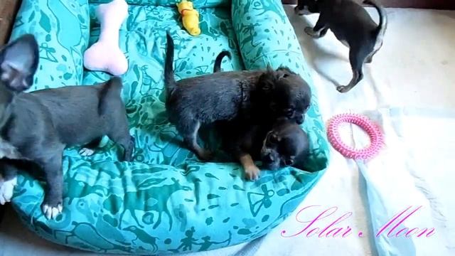 Куколки чихуахуа мини смотреть онлайн