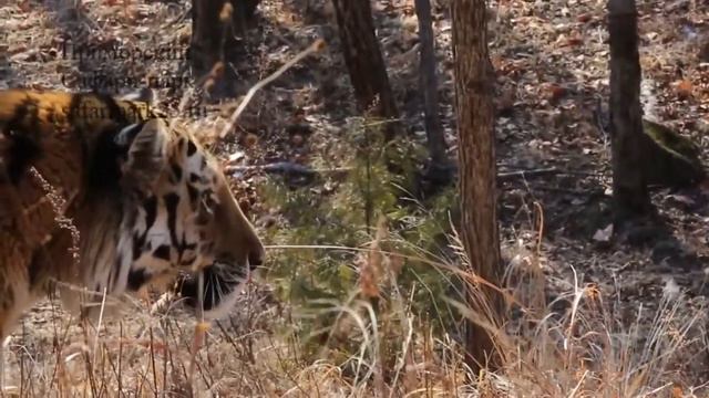 Дружба тигра Амура и козла Тимура продолжается... смотреть онлайн