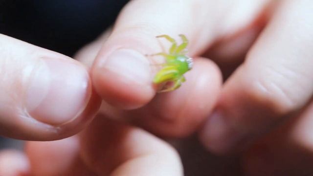 Green Jumping Spider Educational Study смотреть онлайн