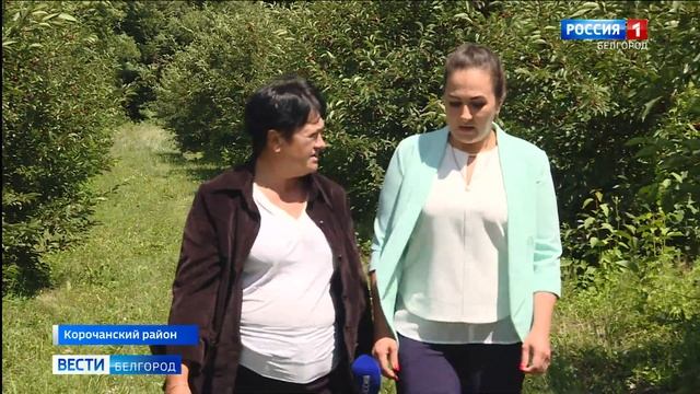 Аграрии региона приступили к сбору урожая вишни смотреть онлайн