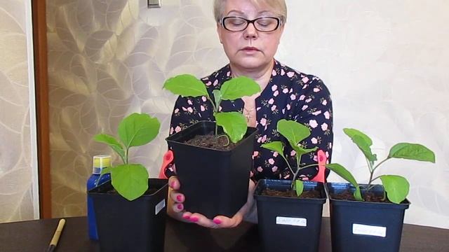 Появились светлые пятна на рассаде Баклажана.Что делать?22.03.2020