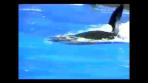 Нападение касатки на дрессировщика.Чудом остался жив.