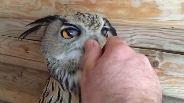 Филин Варя и 1 января!