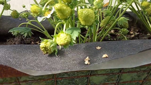 Огурцы и клубника в теплице на 1 мая! смотреть онлайн