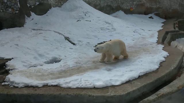 Белый медведь и лунная походка смотреть онлайн