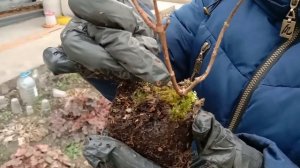 Посадка метельчатой гортензии "Самарская Лидия"поздней осенью?