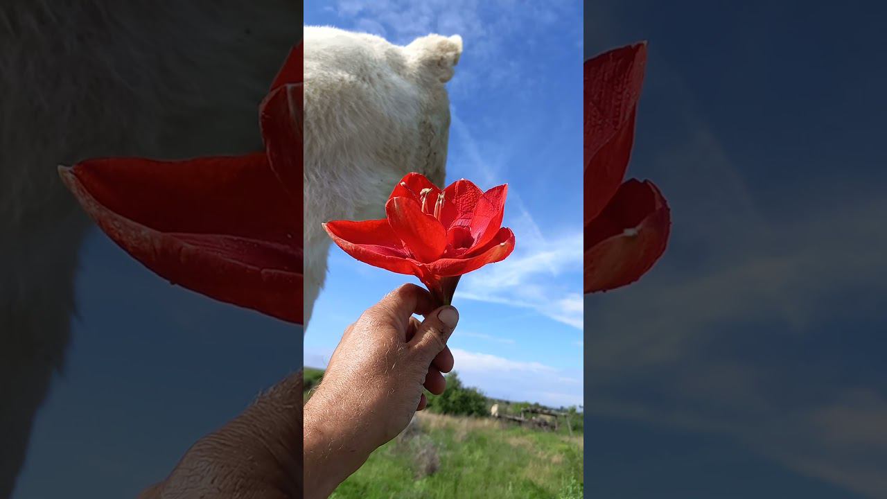 Красный цветок для львицы Мии. Red flower for lioness Mia смотреть онлайн