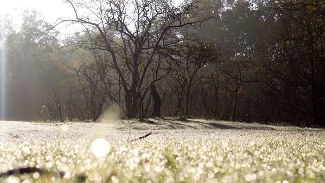 Осенняя роса на траве смотреть онлайн