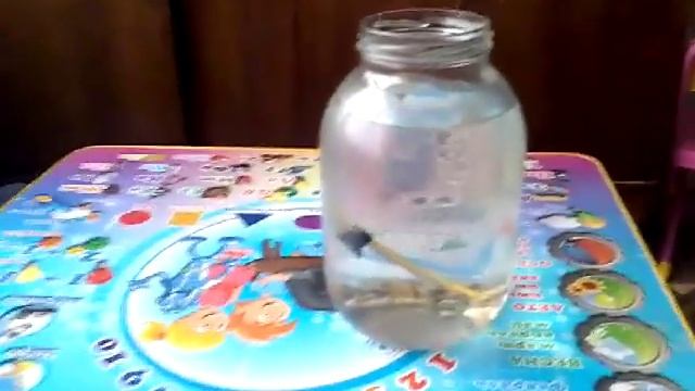 Мальки гуппи