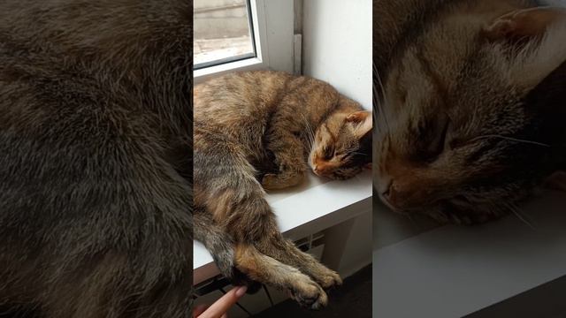 🐱КОТИК УСНУЛ. СПИТ КРЕПКО. СМОТРЕТЬ ВСЕМ✋👋 #crimea #крым #новости #евпатория #вода #котики #топ3 смотреть онлайн