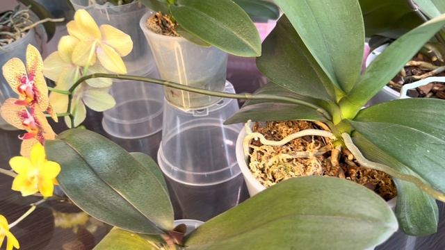 Желтые Орхидеи моей коллекции смотреть онлайн