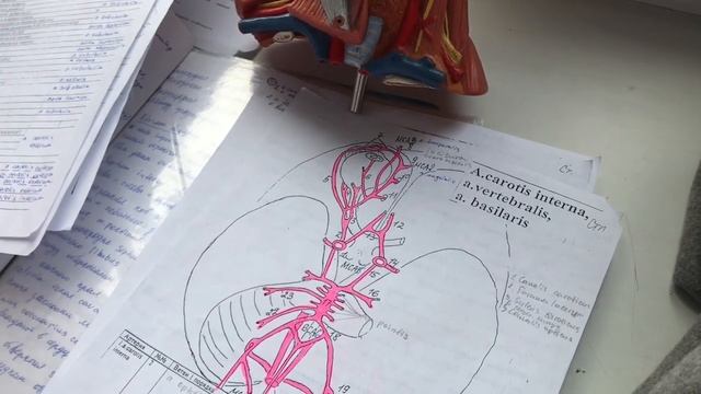 Грудная аорта.Наружная и внутренняя сонные артерии. Подключичная артерия. смотреть онлайн