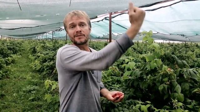 Рассыпуха на малине - анализ причин! смотреть онлайн