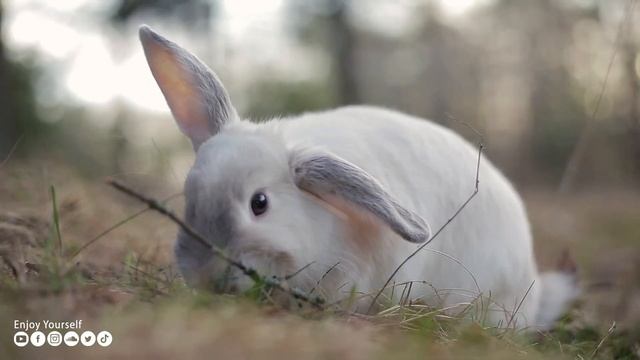 Успокаивающая музыка лечит сердце и успокаивает нервную систему? Музыка для души и расслабления #30 смотреть онлайн