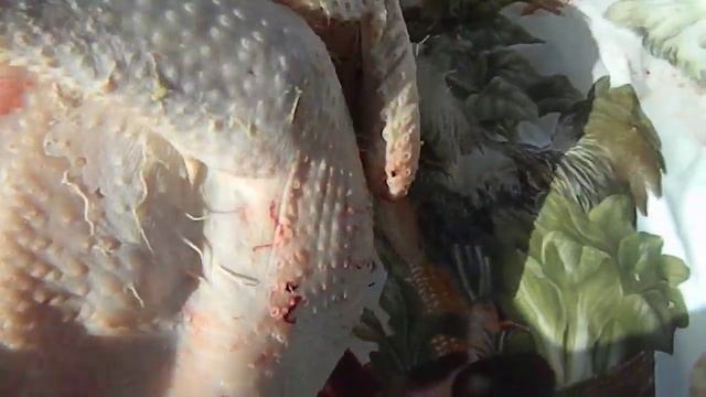 Так ли уж хороша минимясная порода кур