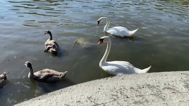ВЕРНУЛАСЬ С КОРПОРАТИВА В НЕПРИСТОЙНОМ ВИДЕ, ПЬЯНАЯ, НО ДОВОЛЬНАЯ. Поучительные разные истории смотреть онлайн