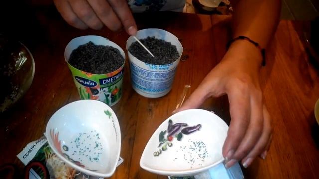 Посев сельдерея на рассаду. Выращивание черешкового сельдерея