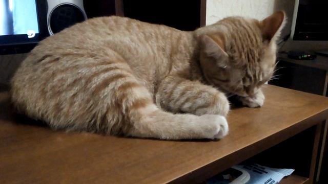 Милый котик ? смотреть онлайн