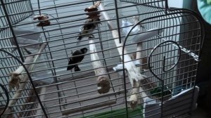 Домашние щеглы. Не заводи щеглов, пока не посмотришь! Что нужно знать о щеглах для начала.