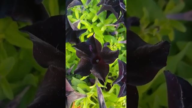 Petunia 'Black Velvet' פטוניה קטיפה שחורה смотреть онлайн