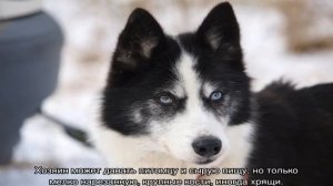 Чем кормить лайку в домашних условиях