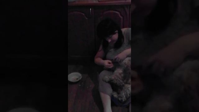 Как научить щенка кушать суп. смотреть онлайн