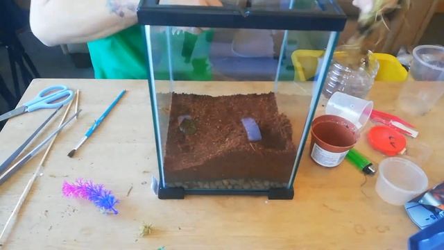 Caribena Versicolor Enclosure Build And Rehouse
