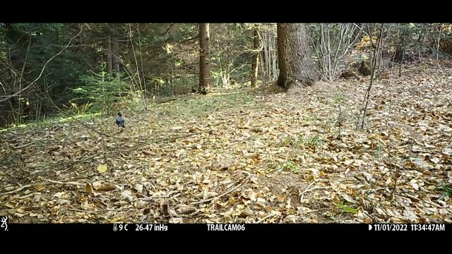Nutcracker (Nucifraga caryocatactes) смотреть онлайн