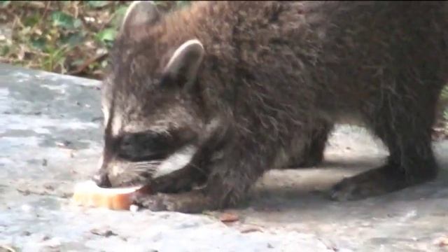 Еноты в военном Доме Отдыха "БЕТТА" смотреть онлайн