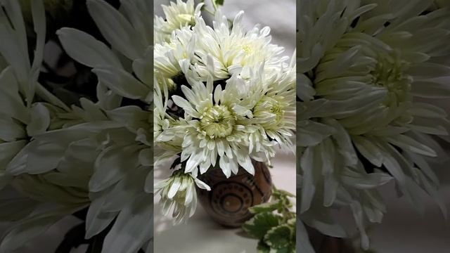 Корейская хризантема Белая ночь #chrysanthemumflower #растенияпочтой #корея #кустоваяхризантема смотреть онлайн