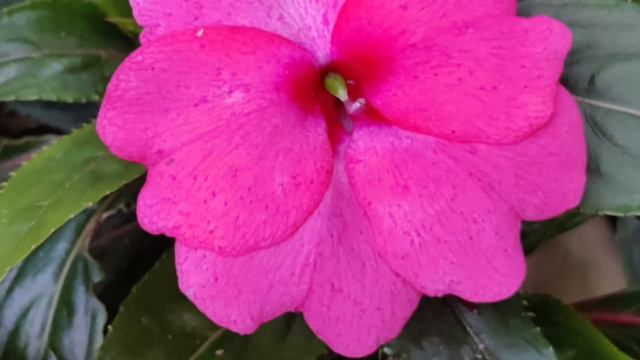 Beautiful flowers🌺|| Calming Music 🎶 смотреть онлайн