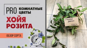 Хойя Розита - ампельная красота для интерьера | Обзор комнатного растения