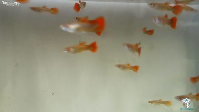 гуппи, Poecilia reticulata, Breeding guppies, 孔雀魚養殖, Reproducción de guppies,guppies de desove смотреть онлайн