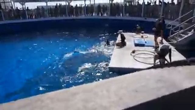 The Dolphins at the Gulfarium Marine Adventure Park in Ft. Walton Beach смотреть онлайн