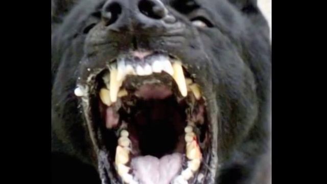 MORE PIT BULL ATTACK смотреть онлайн