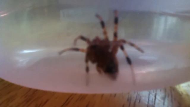 Castianeira amoena spider ( HD ) 2013 part 1 смотреть онлайн