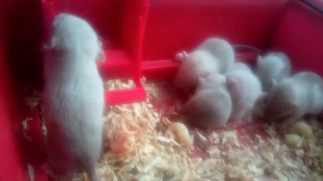 Крысята-малыши смотреть онлайн