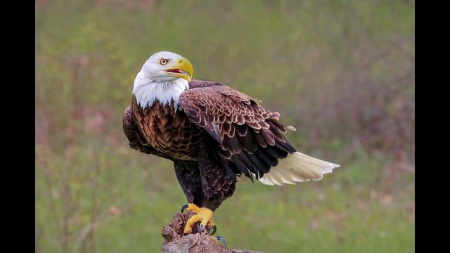 Звук крика орла.Звук орла